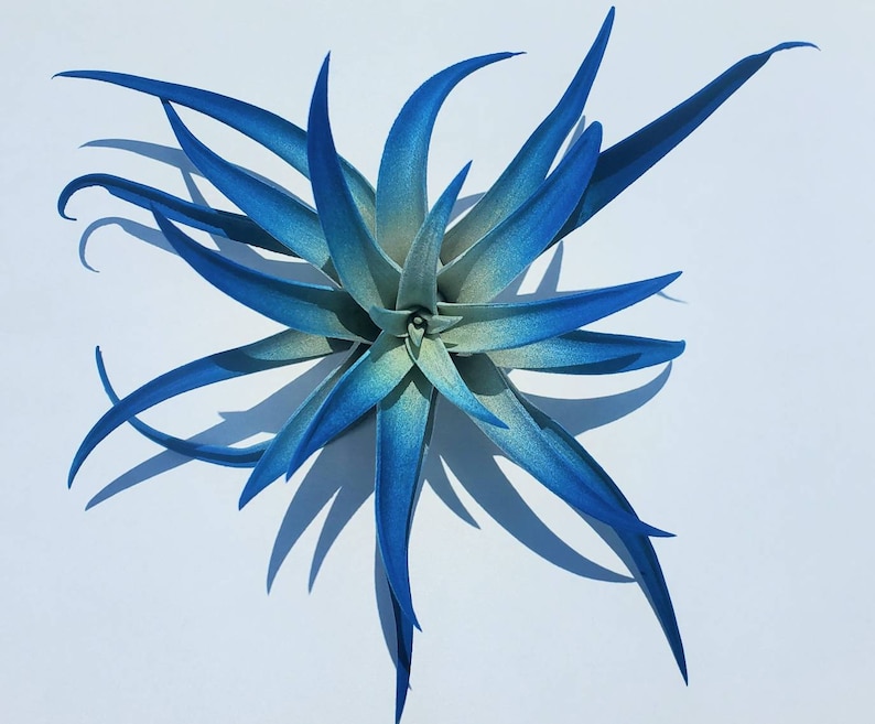 May include: A blue and green air plant with long, spiky leaves. The plant is arranged in a starburst pattern.