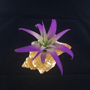 May include: A purple air plant in a seashell planter. The shell is a light brown color with a textured surface.