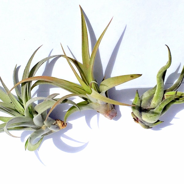 Air Plant Xeric Variety Mix of 3  Airplant, Tillandsia, wholesale, Bulk, Sale, Wedding Favors, Terrariums