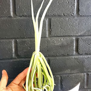 Air Plant Duratii Rare Fragrant bloom, Airplant, snowball, Tillandsia, wholesale, Bulk, Sale, Wedding Favors, Terrariums