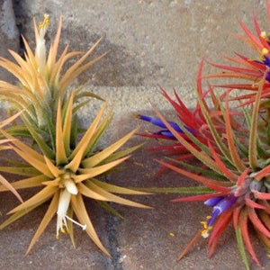 Air Plant 3 for 1 Sale Airplant, Tillandsia, wholesale, Bulk, Sale, Wedding Favors, Terrariums image 2