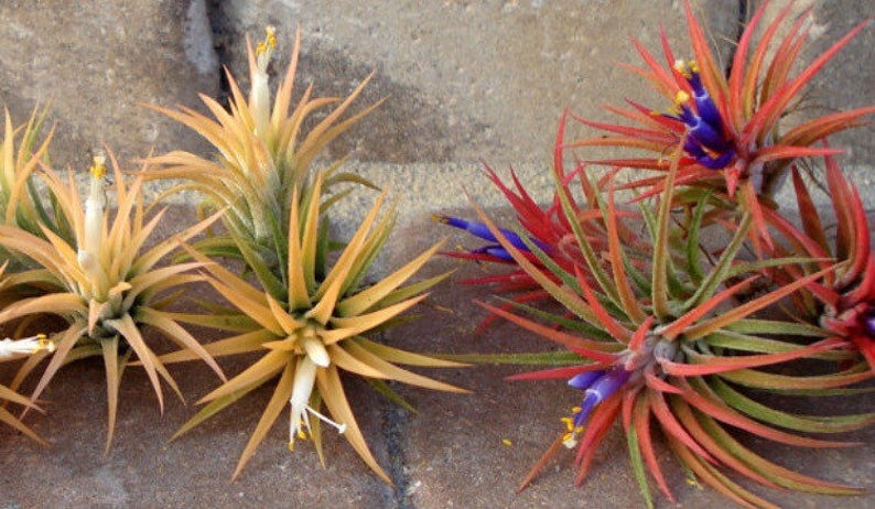 Air Plant 3 for 1 Sale Airplant, Tillandsia, wholesale, Bulk, Sale, Wedding Favors, Terrariums image 2