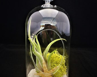 Air Plant Glass Terrarium Oblong 5″ Choose your Fill