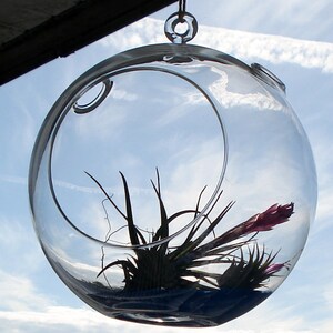 Fairy Air Plant Garden Indoor or Outdoor Fairy Garden Fairy Garden Kit Terrariums image 2