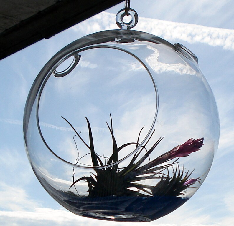 Fairy Air Plant Garden Indoor or Outdoor Fairy Garden Fairy Garden Kit Terrariums image 2