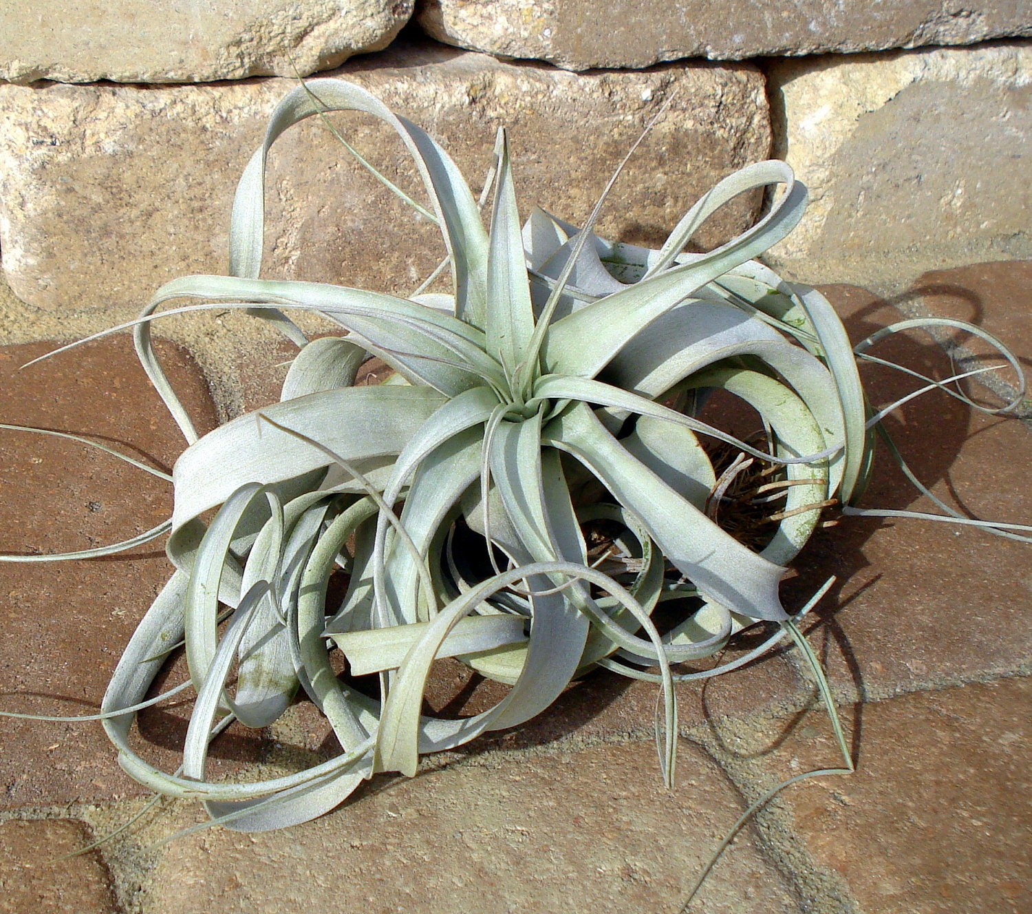 Xerographica Air Plant 7-10" Size Range*****, Tillandsia, wholes…