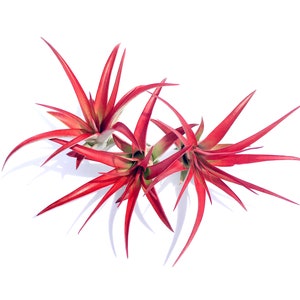 May include: Three air plants with long, thin, red leaves. The plants are arranged in a cluster, with the leaves pointing in different directions.