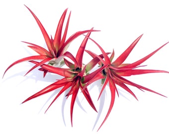 Plante aérienne Abdita unique : Tillandsia multiflora rouge