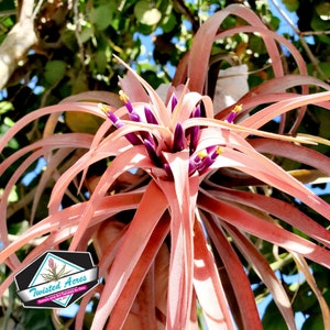 Large Peach Capitata Air Plant: Tillandsia Terrarium