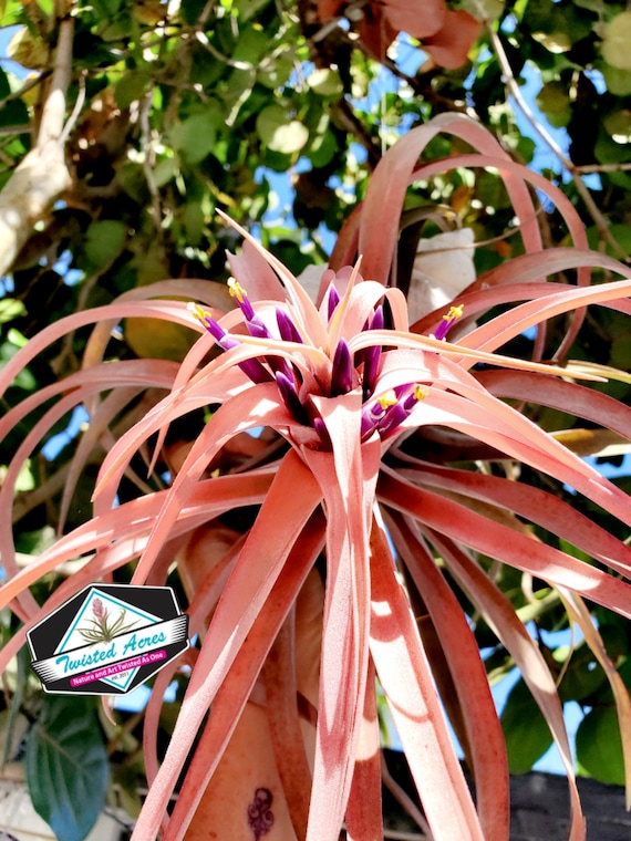 Large Peach Capitata Air Plant: Single Tillandsia
