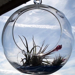 Fairy Air Plant Garden Indoor or Outdoor Fairy Garden Fairy Garden Kit Terrariums image 1