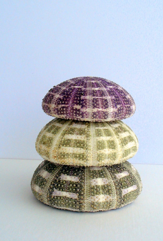 Large Sea Urchin Alfonso Pair Sea Shell Seashell Etsy
