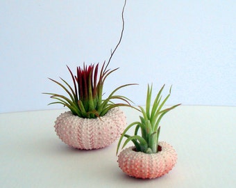 Jardinière pour plante aérienne : coquille d'oursin rose, support de tillandsia