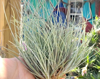 Juncea Clump