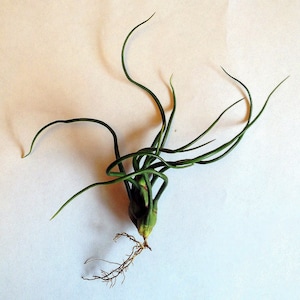 Air Plant Bulbosa Guatemala Tillandsia Singleairplant succulent bromeliad wholesale tilly terrarium home decor image 4