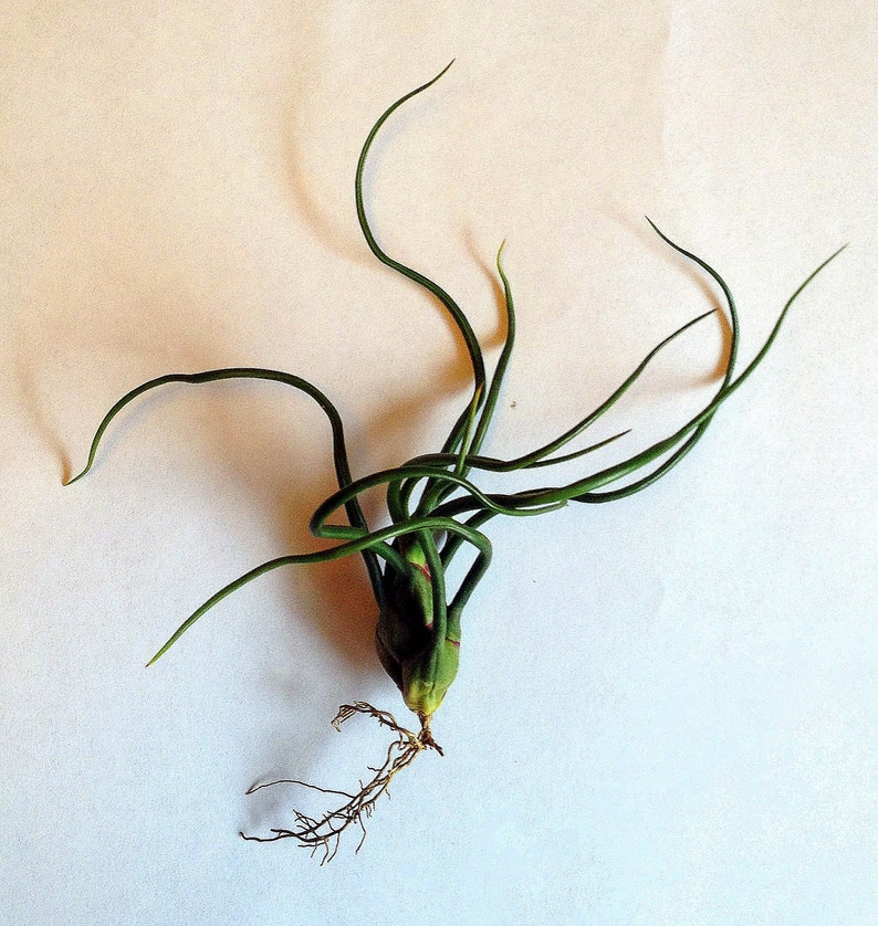 Air Plant Bulbosa Guatemala Tillandsia Singleairplant succulent bromeliad wholesale tilly terrarium home decor image 4