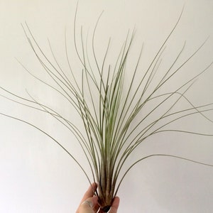 Planta de aire Juncea grande: Tillandsia para terrarios y regalos de boda