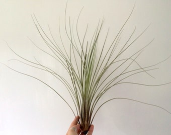 Air Plant Large Juncea great quality  Airplant, Tillandsia, wholesale, Bulk, Sale, Wedding Favors, Terrariums