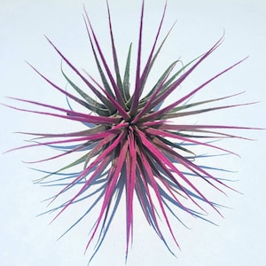 Air Plant Tillandsia Iona Pink Single Plant