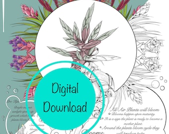 Air Plant Educational Coloring Sheets Set of 10 Digital Download Tillandsia