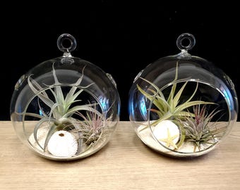 Kit de terrarium en verre (lot de 2) : plantes aériennes, coquillages, sable