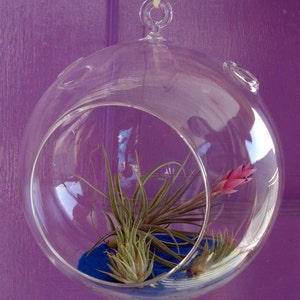 Fairy Air Plant Garden Indoor or Outdoor Fairy Garden Fairy Garden Kit Terrariums image 4