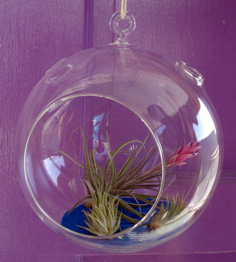 Fairy Air Plant Garden Indoor or Outdoor Fairy Garden Fairy Garden Kit Terrariums image 4