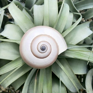 Sea Shell Sea Snail Mongostan