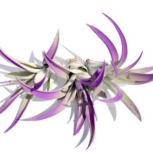May include: A cluster of air plants with long, thin, purple and green leaves. The leaves are curled and twisted, creating a unique and interesting shape.