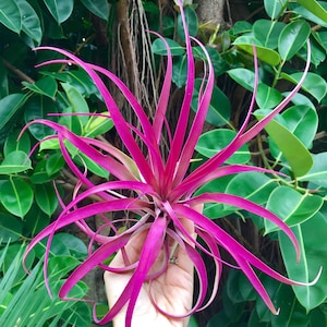 Air Plant Large Pink Capitata Single   Airplant tillandsia wholesale beach plant