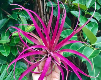 Air Plant Large Pink Capitata Single   Airplant tillandsia wholesale beach plant