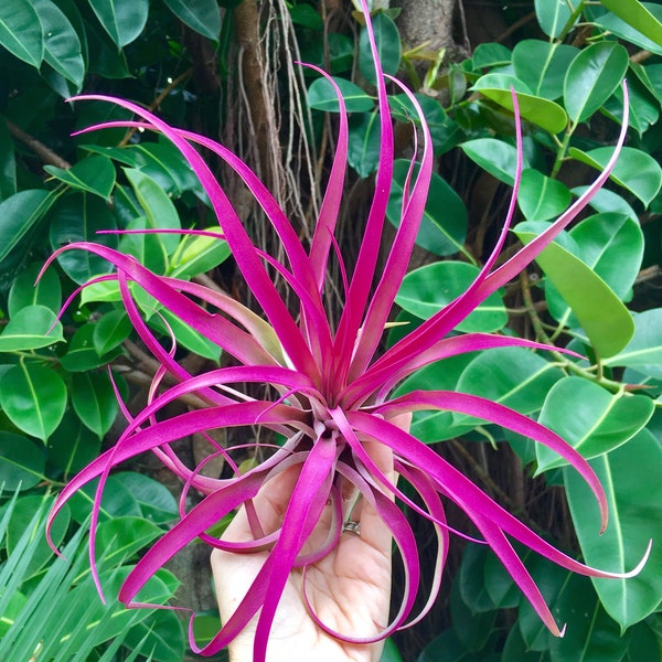 Air Plant Large Pink Capitata Single   Airplant tillandsia wholesale beach plant