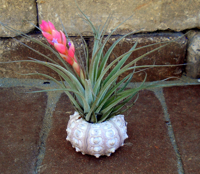wholesale sea shell favor wedding Sea Urchin Air Plant Planter bulk seashell shell tillandsia container holder sale