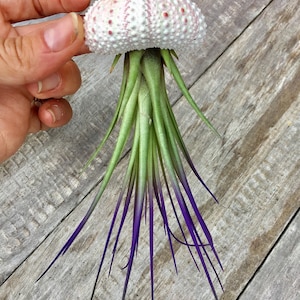 May include: A white and pink sea urchin shell with a green and purple air plant growing out of the top.