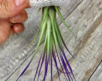 Jellyfish Air Plant Hanger single with purple tricolor and a Sea urchin; beach wedding shell hanging airplant succulent wholesale