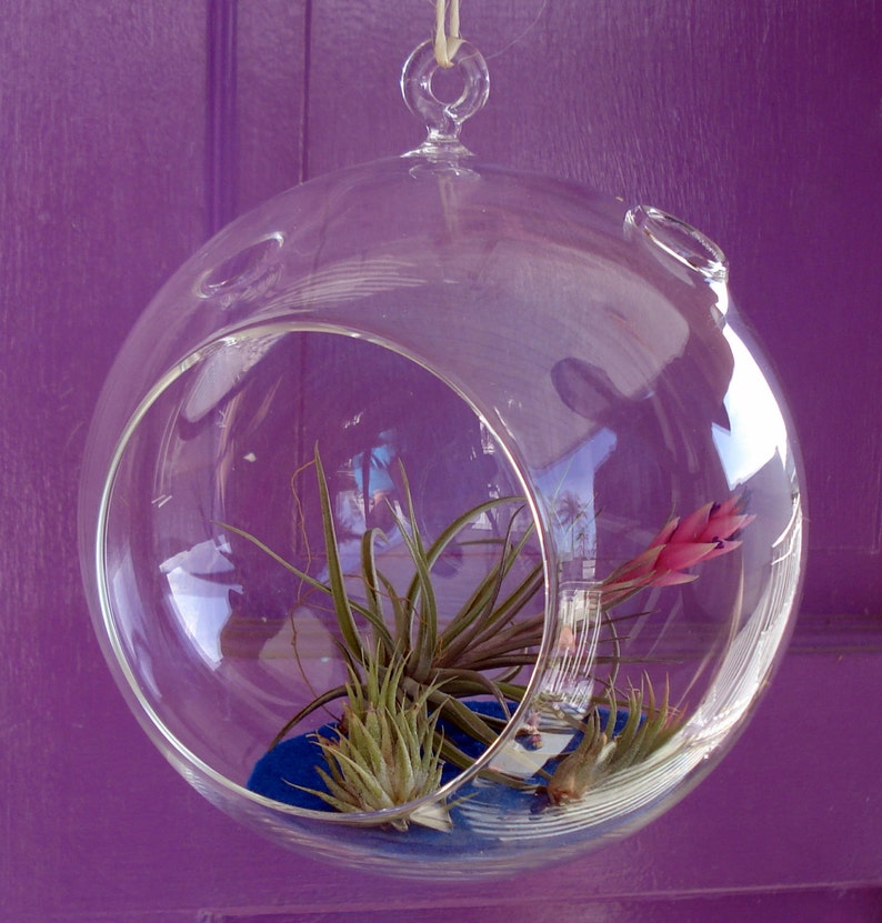 Fairy Air Plant Garden Indoor or Outdoor Fairy Garden Fairy Garden Kit Terrariums image 5