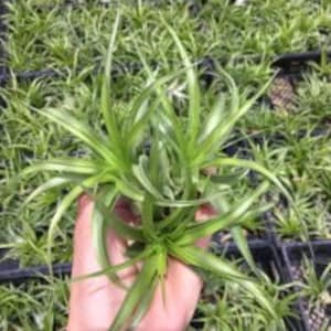 以下が含まれることがあります： 長く薄い葉を持つ緑色のエアプラントのクローズアップ。植物は手で持たれています。
