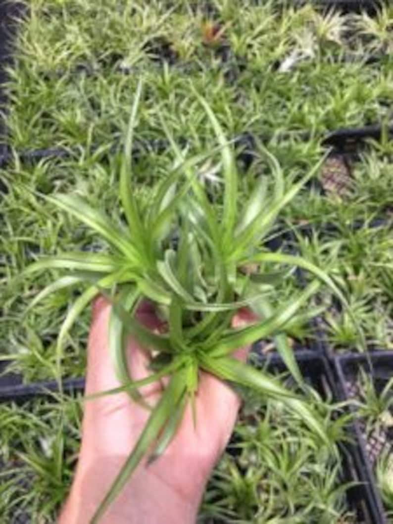 以下が含まれることがあります： 長く薄い葉を持つ緑色のエアプラントのクローズアップ。植物は手で持たれています。