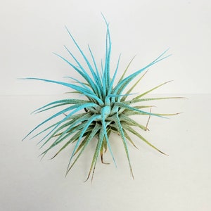 Air Plant Tillandsia Iona Turquoise Single Plant