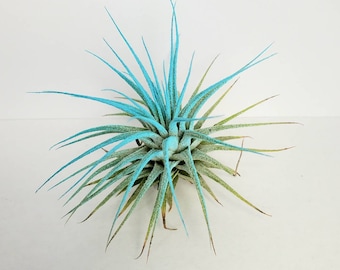 Air Plant Tillandsia Iona Turquoise Single Plant