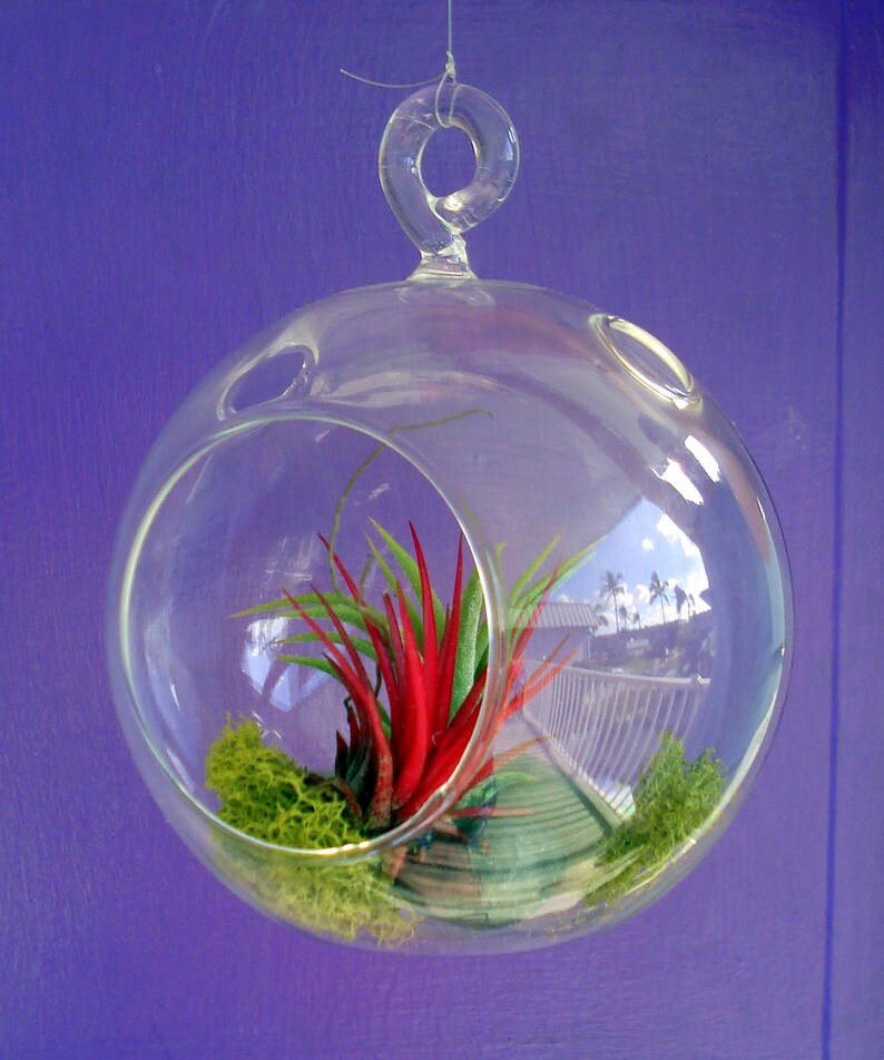Globe Air Plant Hanging Terrarium Clear Glass Orb Kit With Etsy