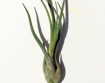 Large Medusa Air Plant: Tillandsia Terrarium