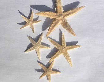 Tiny Starfish Set of 20 Size range .75"-1" shell, sea shell, seashell, seaurchin, sale, wholesale, bulk, wedding favors, terrarium