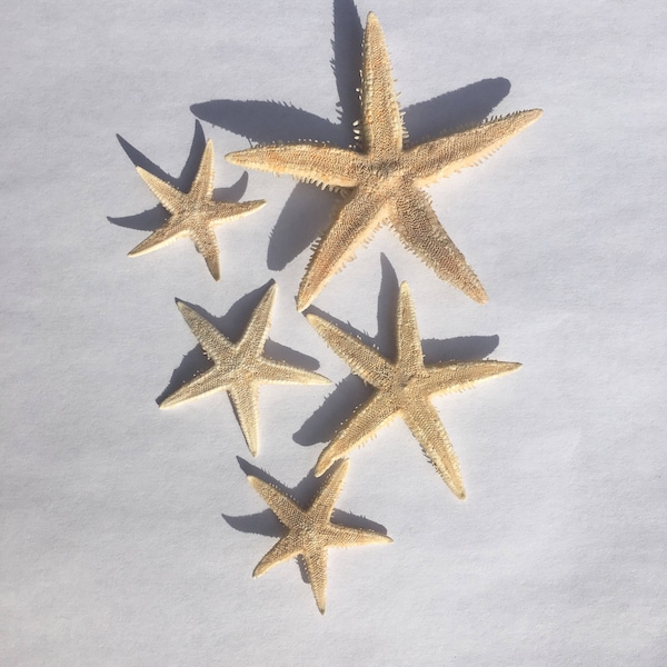 Tiny Starfish Set of 20 Size range .75"-1" shell, sea shell, seashell, seaurchin, sale, wholesale, bulk, wedding favors, terrarium