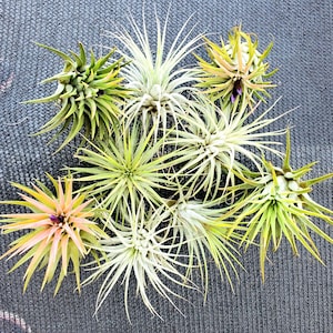 Air Plant Iona 3 for 1 Deal Tillandsia Bild 3