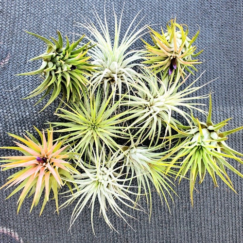 Tillandsia Pueblensis Air Plant Etsy