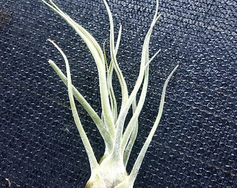 Air Plant Prunosa Colombia Airplant, snowball, Tillandsia, wholesale, Bulk, Sale, Wedding Favors, Terrariums