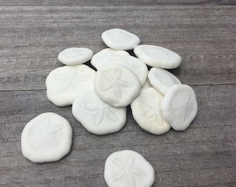 Sand Dollars Sea Biscuits shell, sea shell, seashell, seaurchin, sale, wholesale, bulk, wedding favors, terrarium