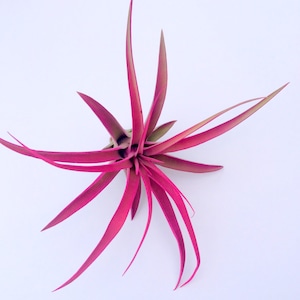 Hot Pink Capitata Airplant, Tillandsia, wholesale, Bulk, Sale, Wedding Favors, Terrariums image 1