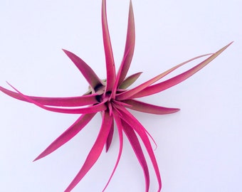 Hot Pink Capitata Airplant: Tillandsia Terrarium Plant (4-7")
